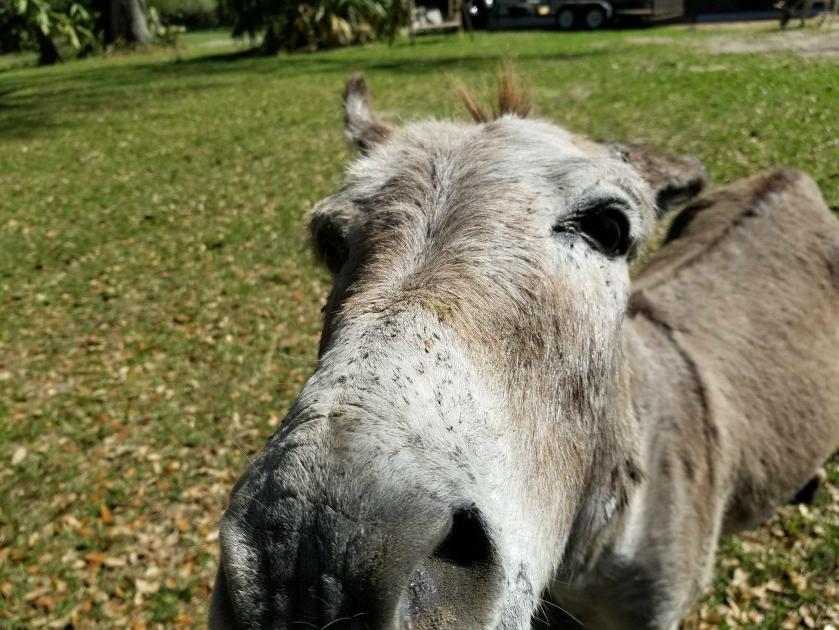 DonkeyCloseup